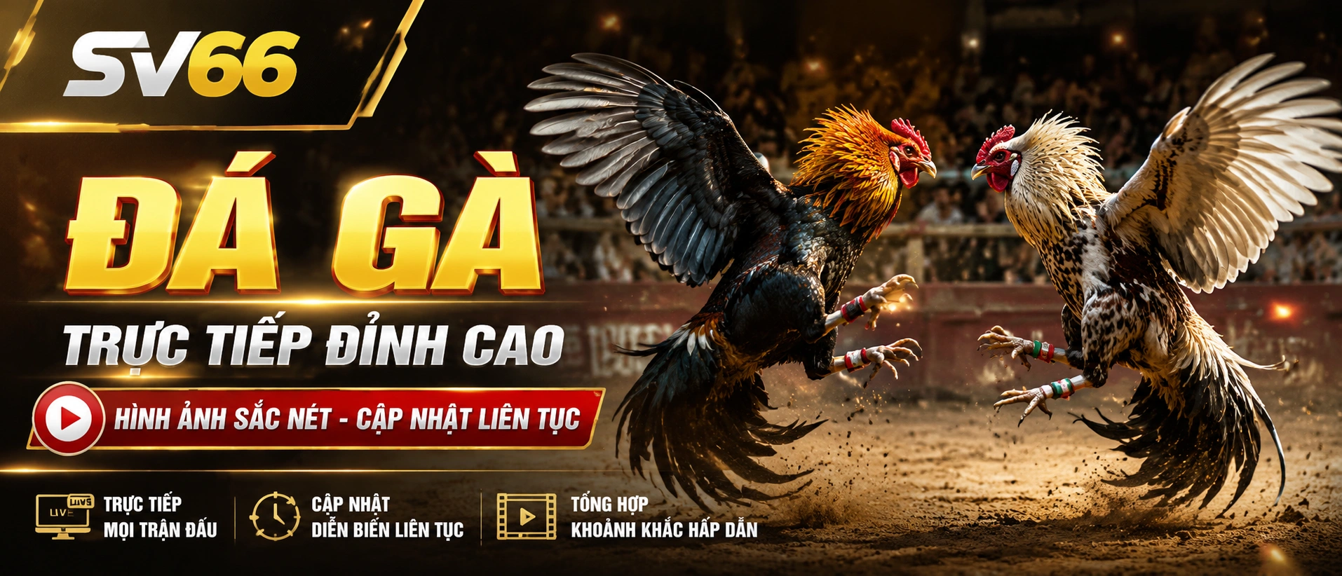 Không gian chuyên mục Đá Gà trên SV66